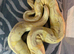 Banana pastel ball python FEMALE