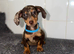 Miniature dachshund