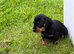 Gorgeous Dachshund puppies for sale