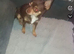 Female miniature chihuahua