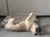 Loving Home Needed for Cash