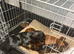 Miniature dachshund puppies