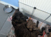 Adorable Cane corso, mixed mastiff puppies