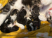 Tabby boy available now