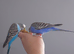 Hand tame pair of sister budgies and cage