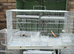 Canaries cages for sale