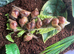 Giant African land snails (COLLECTION ONLY)