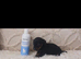 True mini dachshound. Girl pup