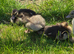 Duckling of different ages available