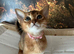 Abyssian kittens for sale