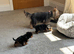Toy Yorkshire terrier puppies
