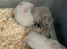 Syrian hamster baby females - Ready Now