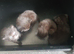 4 gorgeous bombay kittens