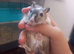 3 bonded gerbile for sale!!