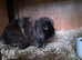 Mini lop boy available