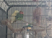 flock of love birds