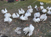 PURE WHITE ENGLISH FANTAIL DOVES PIGEONS
