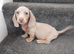 Dashund pups