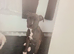 American bulldog Cross Staffordshire bull terrier