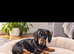Mini dachshund