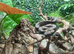 Motley Nicaraguan Dwarf Boa at Birmingham Reptiles