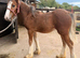 6mth filly