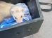 1 Baby girl Ferret for sale