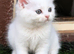Pure Persian kittens