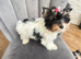 Beautiful girls Yorkshire terrier biewer