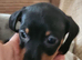 5 kc reg mini dachshund pups for sale