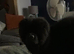 9 month old chow