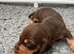 Stunning Silky Wire Haired Dachshunds