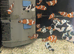 Oscellaris clown fish tank bread