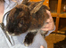 Netherland Dwarf X Mini Lop Neutered Male