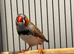 Zebra Finches