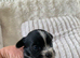 Micro Maltipoo puppies