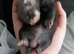 Polecat kits for sale