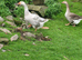 Geese for sale