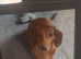 Minuture dachund male