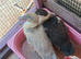 2 moscovy ducks