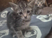 Savanah x kittens