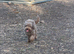 Toy Labradoodles