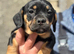 Mini Daschund x Frenchie puppies for sale