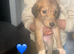 Saluki puppys