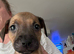 2 staffy sisters