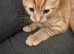 Kitten playful