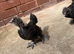 Pekin bantam cross silky chicken