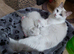 RAGDOLLS BICOLOUR BOY GIRL BLUE EYES