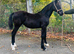 Welsh D filly foals