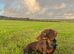 1 year old dashchund